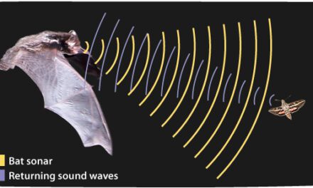 What Is Echolocation ?