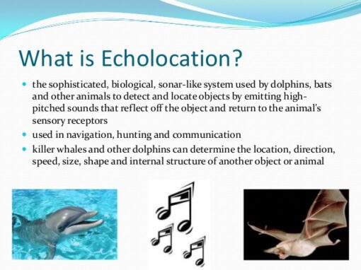 what-is-echolocation-meditechtips