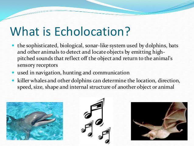 What Is Echolocation ? 