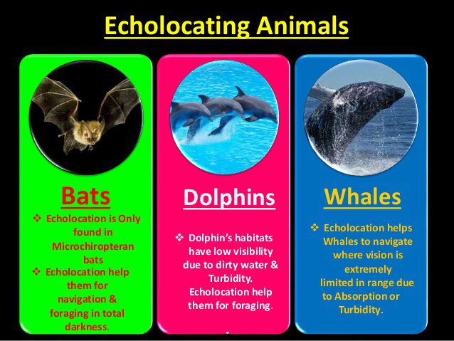 How Animals Use echolocation