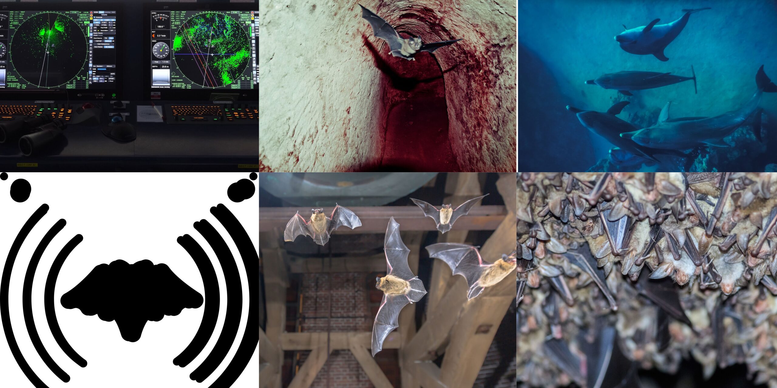 Echolocation : Everything You Need to Know - meditechtips.com