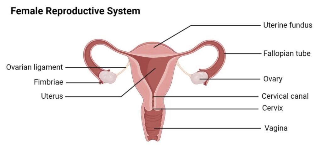 Anatomy of the Female Reproductive System of Menstruation